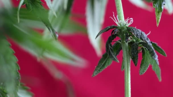 Brote Marihuana Femenina Floreciente Desarrolla Viento Contra Fondo Rojo Cerca — Vídeo de stock