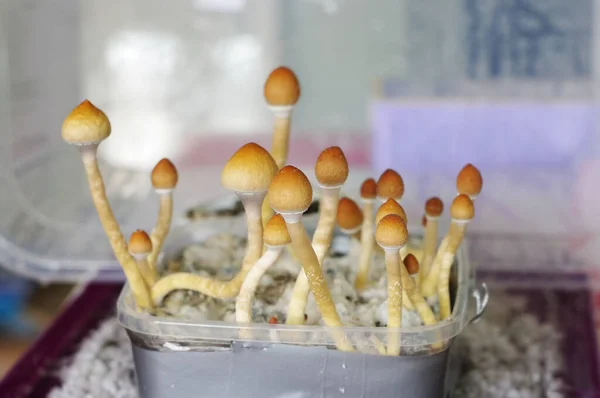 Setas psilocibina Psilocybe cubensis crecer en una caja de plástico —  Fotos de Stock