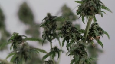 Çiçek açan dişi marihuana filizi rüzgara karşı gelişir. 4 bin. Kapat. Makro. Tıbbi esrar üretimi