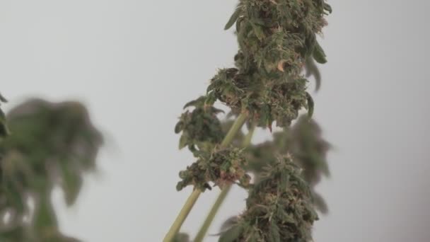 Blommande Kvinnliga Marijuanafrön Utvecklas Vinden Mot Nära Håll Makro Produktion — Stockvideo