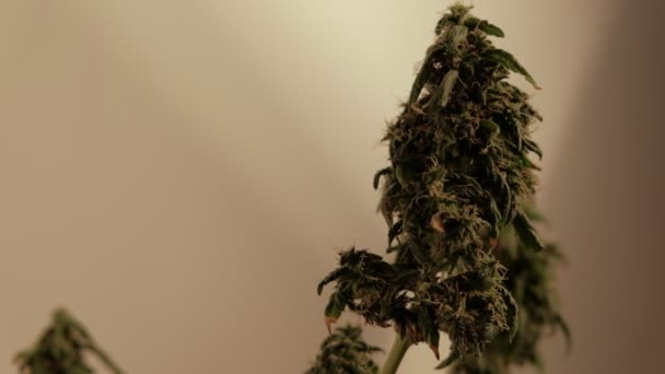 Pousse Marijuana Femelle Floraison Développe Dans Vent Contre Près Macro — Video