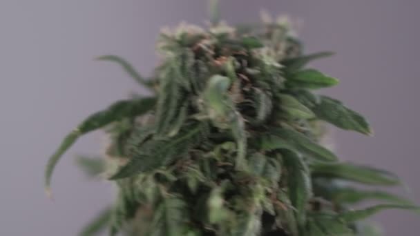 開花した女性のマリファナの芽は風に対して発達する 4Kだ閉めろマクロだ医療大麻の生産 — ストック動画