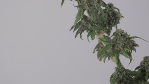 Brote Marihuana Femenina Floreciente Desarrolla Viento Contra Cerca Macro Producción — Vídeos de Stock