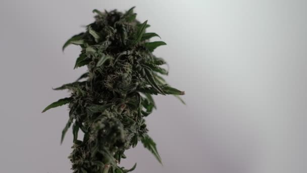 Floração broto de maconha feminina se desenvolve no vento contra um fundo de salão. macro — Vídeo de Stock