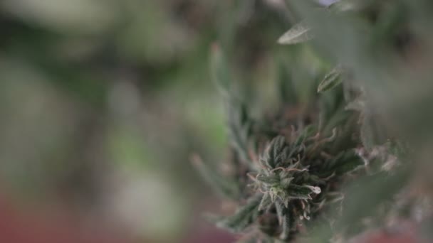 Kwitnąca samica marihuany rozwija się na wietrze na tle sali balowej. makro — Wideo stockowe