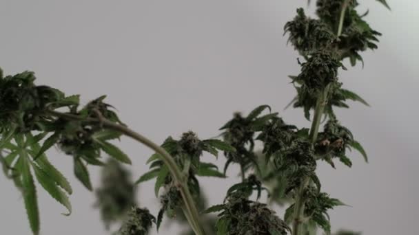 Το ανθισμένο γυναικείο φυτώριο μαριχουάνας αναπτύσσεται στον άνεμο σε φόντο αίθουσας χορού. Κλείσιμο — Αρχείο Βίντεο