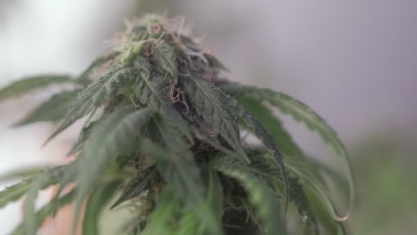 Blooming female marijuana sprout develops in the wind against a ballroom background. macro — Stock Video