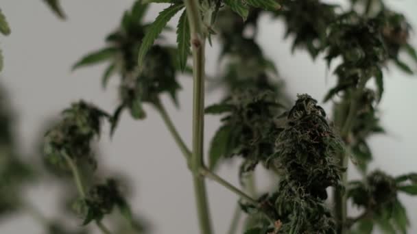 Le germe de marijuana femelle en fleurs se développe dans le vent sur fond de salle de bal. gros plan — Video