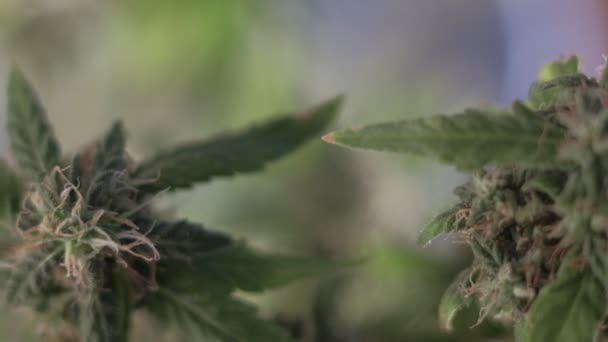 A virágzó nőstény marihuána a szélben fejlődik a báltermi háttér ellenére. makroszintű — Stock videók