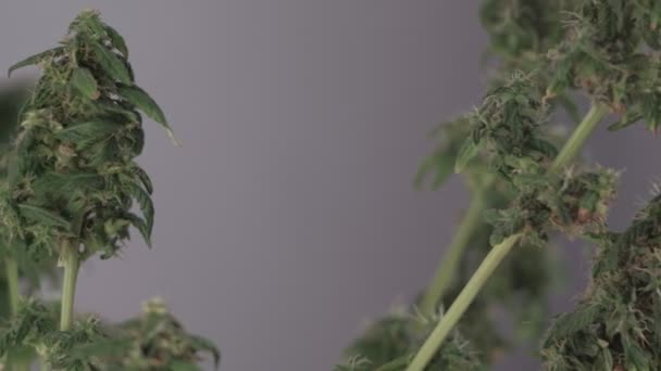 Цветущая женская марихуана растёт на ветру на фоне бальных танцев. close up — стоковое видео