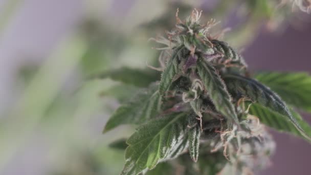 Fioritura germoglio di marijuana femminile si sviluppa nel vento sullo sfondo di una sala da ballo. macro — Video Stock