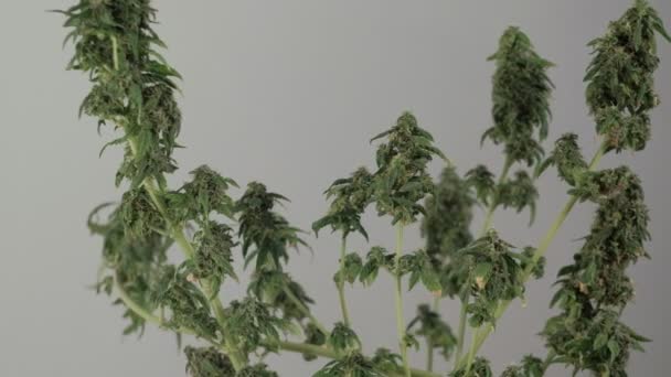 Kwitnąca samica marihuany rozwija się na wietrze na tle sali balowej. zbliżenie — Wideo stockowe