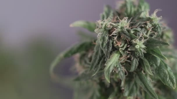 A virágzó nőstény marihuána a szélben fejlődik a báltermi háttér ellenére. makroszintű — Stock videók