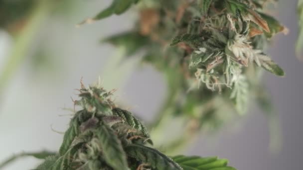 Цвітіння жіночої паростки марихуани розвивається на вітрі на фоні бального фону. макрос — стокове відео