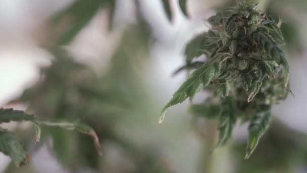 Blooming female marijuana sprout develops in the wind against a ballroom background. macro — Stock Video