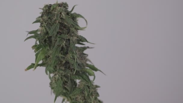 Blommande kvinnliga marijuana groddar utvecklas i vinden mot en balsal bakgrund. närbild — Stockvideo