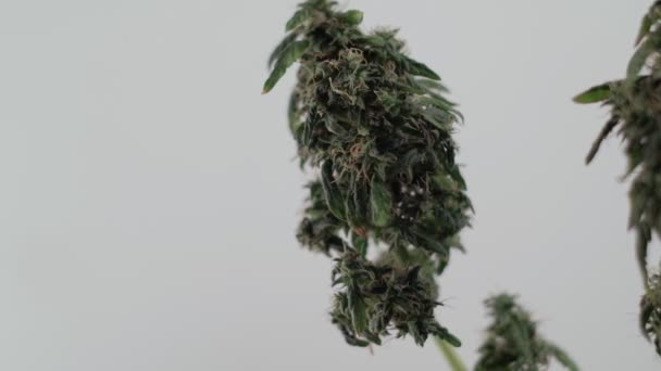 Floração broto de maconha feminina se desenvolve no vento contra um fundo de salão. macro — Vídeo de Stock