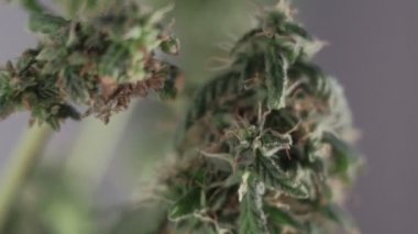 Çiçek açan kadın marihuana filizi rüzgarda gelişir ve balo salonu arka planında gelişir. makro