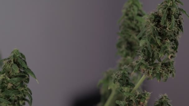 Blooming female marijuana sprout develops in the wind against a ballroom background. close-up. dark — 비디오