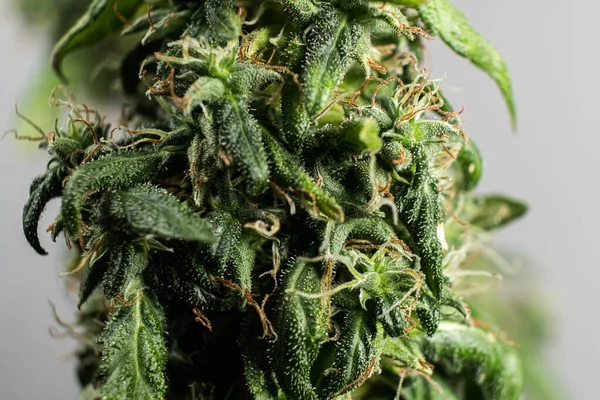 Marijuana femminile in fiore. vicino. macro . — Foto Stock