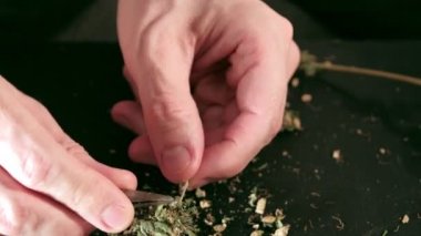 Manual processing of cannabis buds of medical marijuana with old scissors. hands
