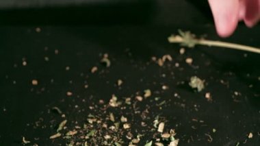 Manual processing of cannabis buds of medical marijuana with old scissors. hands