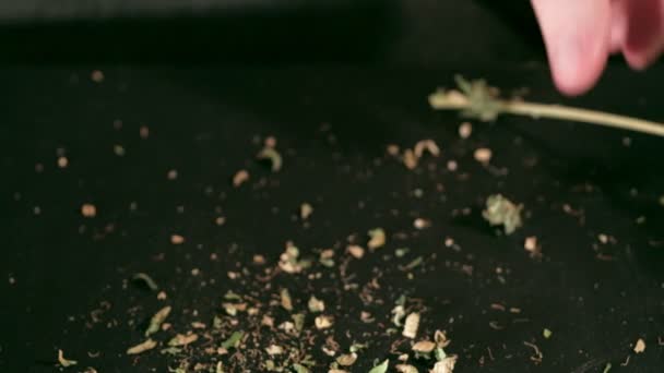 Ручная обработка конопляных почек медицинской марихуаны старыми ножницами. руки — стоковое видео