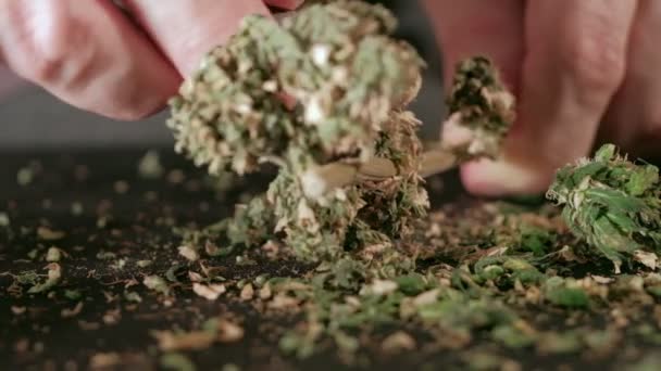 Handmatige verwerking van cannabisknoppen van medicinale marihuana met een oude schaar. — Stockvideo