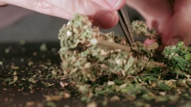 Manuell bearbetning av cannabisknoppar av medicinsk marijuana med gamla saxar. — Stockvideo