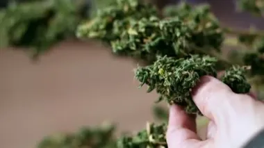 Manual processing of cannabis buds of medical marijuana with old scissors. hands