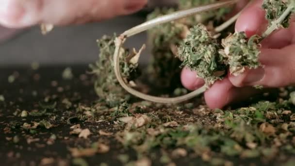 Manuell bearbetning av cannabisknoppar av medicinsk marijuana med gamla saxar. — Stockvideo