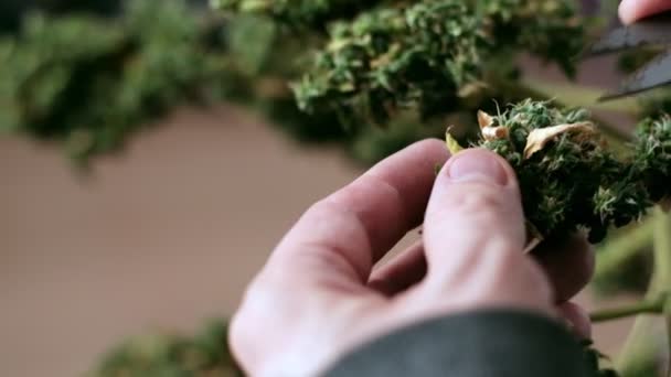 Handmatige verwerking van cannabisknoppen van medicinale marihuana met een oude schaar. — Stockvideo
