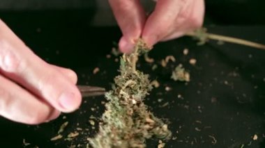 Manual processing of cannabis buds of medical marijuana with old scissors. hands