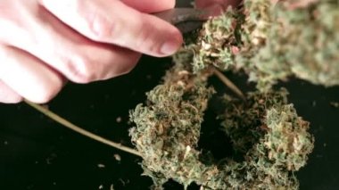 Manual processing of cannabis buds of medical marijuana with old scissors. hands