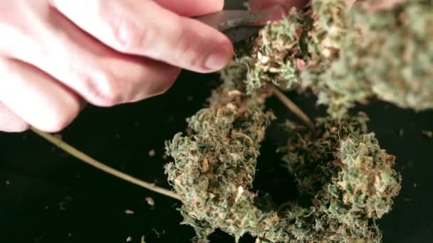Manual processing of cannabis buds of medical marijuana with old scissors. hands — Wideo stockowe