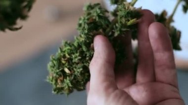 Esrar tomurcuklarının eski makaslarla elle işlenmesi.