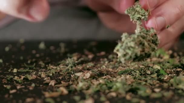 Manuell bearbetning av cannabisknoppar av medicinsk marijuana med gamla saxar. — Stockvideo