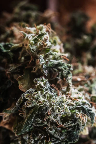 Marijuana Boom Germoglio Vicino Tricomi Sono Visibili Orientamento Verticale — Foto Stock