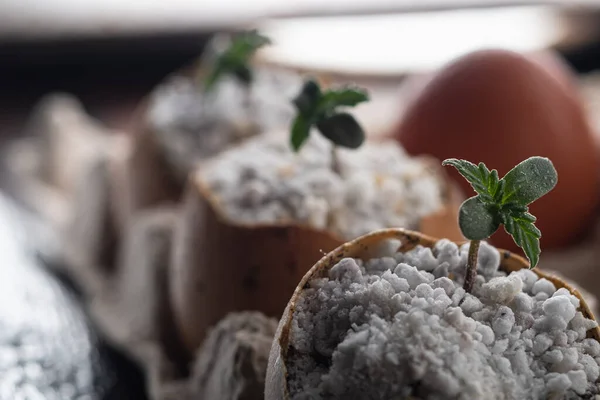 Três Rebentos Cannabis Medicinal Crescem Partir Casca Ovos Que Estão — Fotografia de Stock