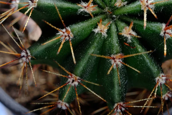 Közelkép Egy Kaktuszklaszterről Kelet Közép Mexikóban Honos Híres Kaktuszfajokat Széles — Stock Fotó
