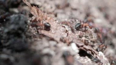 Formica rufa orman karıncaları karınca yuvasında çalışır. Yakın plan. Birçok birey. 4k
