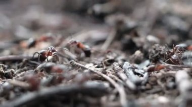 Formica rufa orman karıncaları karınca yuvasında çalışır. Yakın plan. Birçok birey. 4k