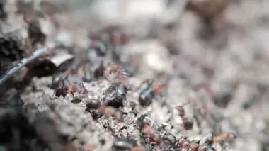 Formica rufa orman karıncaları karınca yuvasında çalışır. Yakın plan. Birçok birey. 4k
