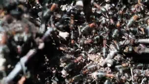 Formica Rufa Formigas Florestais Trabalham Formigueiro Close Muitos Indivíduos — Vídeo de Stock