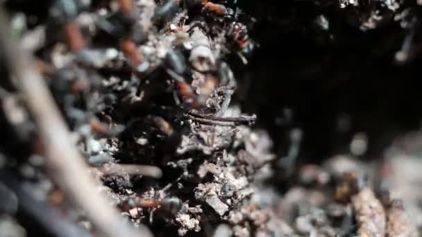 Μυρμήγκια Του Δάσους Formica Rufa Δουλεύουν Μια Μυρμηγκοφωλιά Κοντινό Πλάνο — Αρχείο Βίντεο
