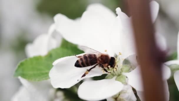 Een Bij Bestuift Witte Bloemen Van Een Appelboom Buiten — Stockvideo