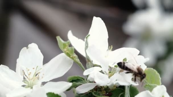 Uma Abelha Poliniza Flores Brancas Uma Macieira Livre — Vídeo de Stock