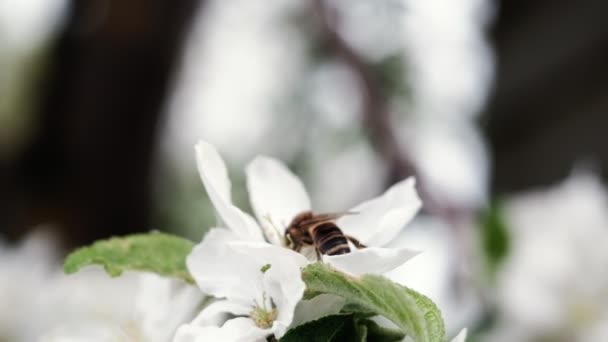 Uma Abelha Poliniza Flores Brancas Uma Macieira Livre — Vídeo de Stock
