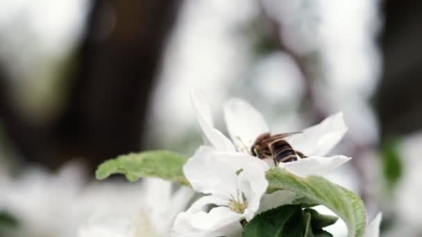 Uma Abelha Poliniza Flores Brancas Uma Macieira Livre — Vídeo de Stock