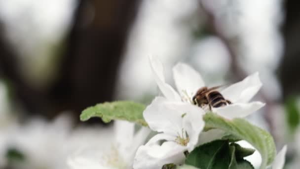 Een Bij Bestuift Witte Bloemen Van Een Appelboom Buiten — Stockvideo